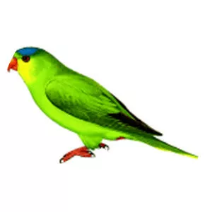 New Caledonian lorikeet