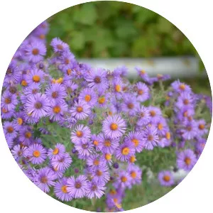 New England aster