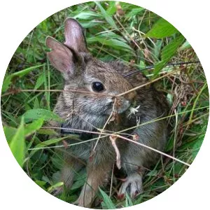 New England cottontail
