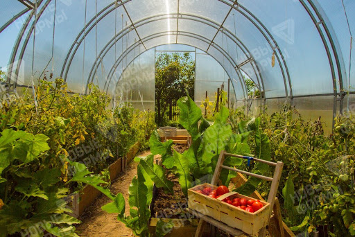 New forms - Kremlin greenhouses - 