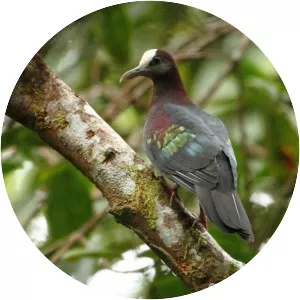 New Guinea bronzewing - 