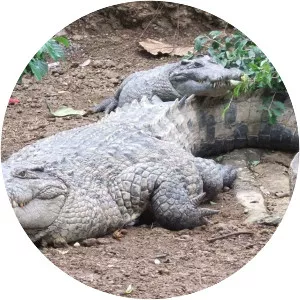 New Guinea crocodile - Reptile