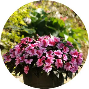 New Guinea impatiens - Plants