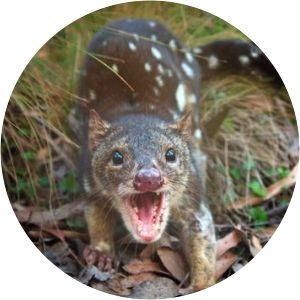 New Guinean quoll - Animal