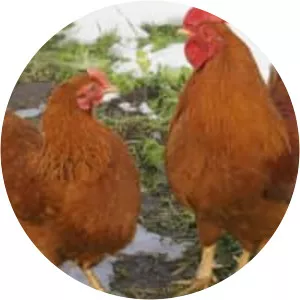 New Hampshire chicken - Chicken breed