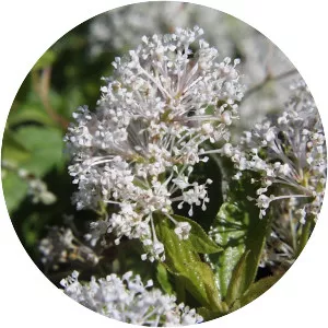 New Jersey tea - Plants