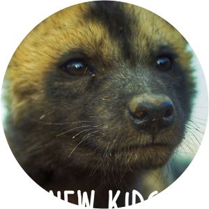 New Kids in the Wild