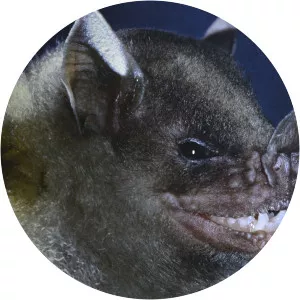 Leaf-nosed bat