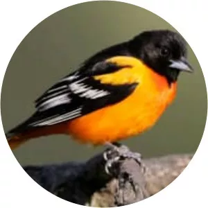 New world orioles