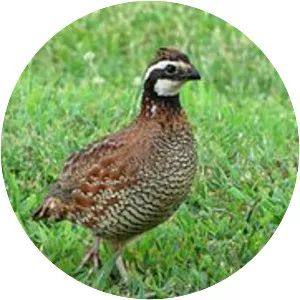 New World quail