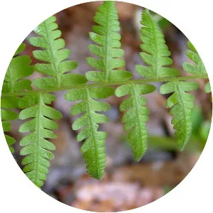 New york fern - Plants