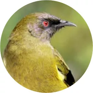 New Zealand bellbird