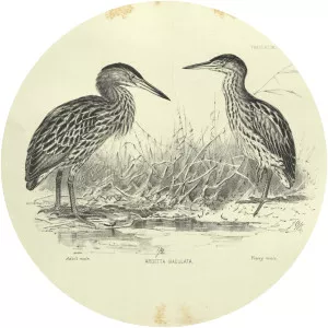 New Zealand bittern