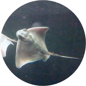 New Zealand eagle ray