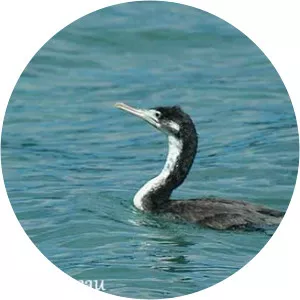 New Zealand king shag - Birds