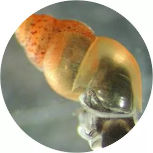 New Zealand mud snail - Animal