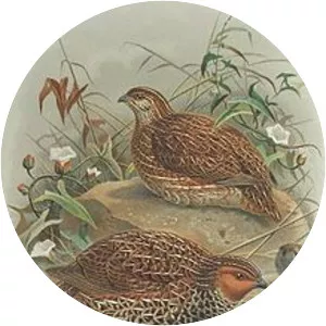 New Zealand quail - Bird