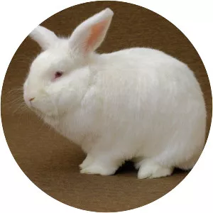 New Zealand rabbit