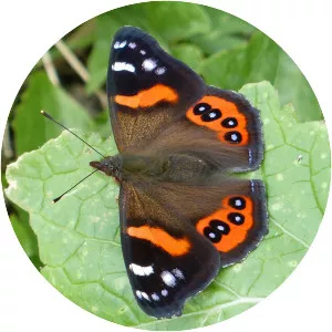 New Zealand red admiral