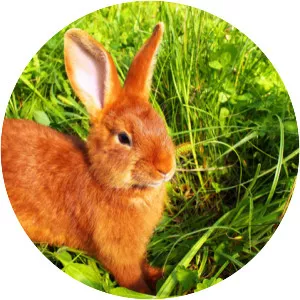 New Zealand red rabbit