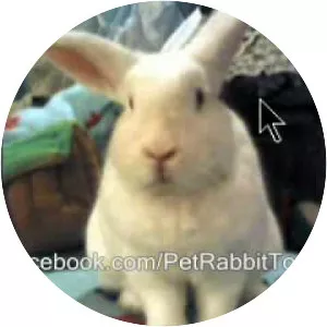 New Zealand white rabbit