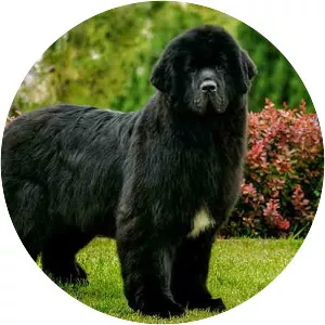 Newfoundland dog