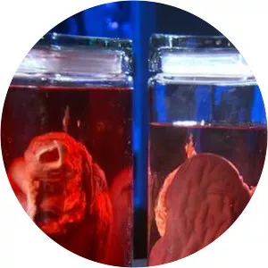 Next World - TV program