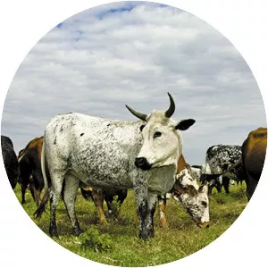 Nguni cattle