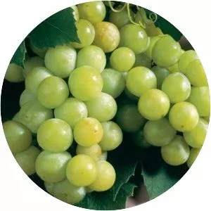 Niagara grape