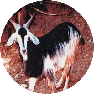 Nicastrese goat - Domestic goat breed
