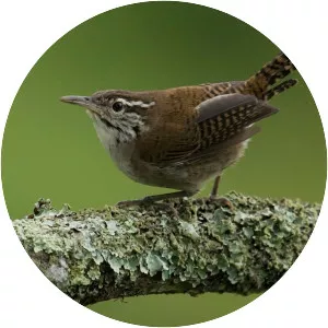 Niceforo's wren