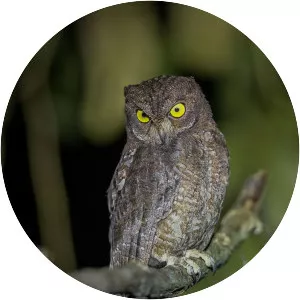Nicobar scops owl