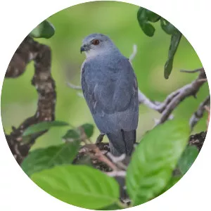 Nicobar sparrowhawk