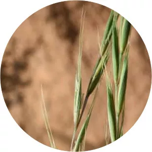 Nicolò de' Tudeschi