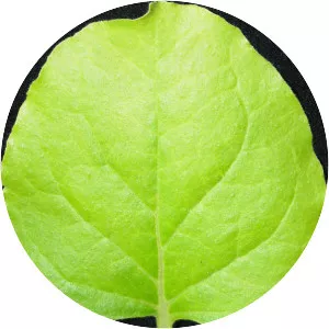 Nicotiana benthamiana