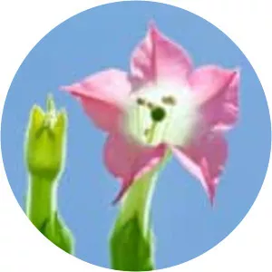 Nicotiana tabacum