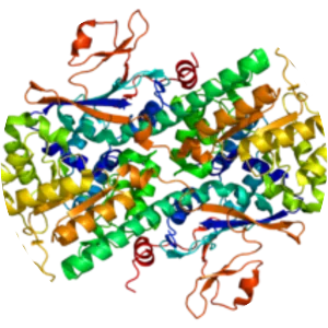 Nicotinamide phosphoribosyltransferase - 