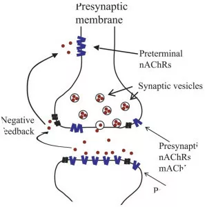 Nicotinic acetylcholine receptor - 