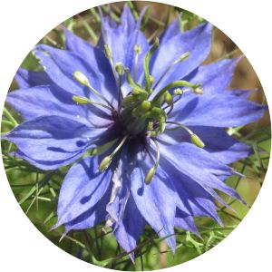 Nigella damascena