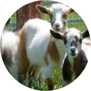 Nigerian Dwarf goat
