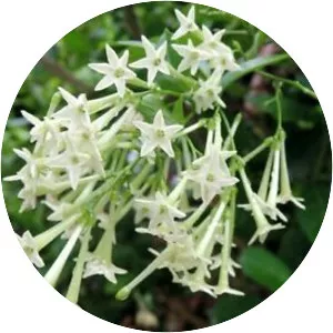 Night-blooming jasmine - Plants