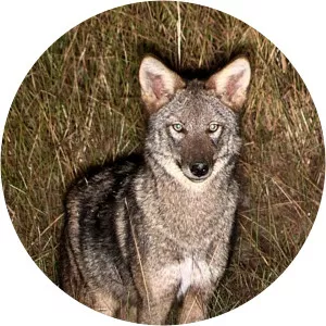 Night CrewSince 2016