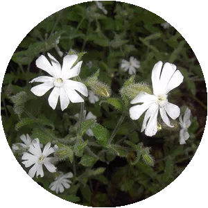 Night-flowering catchfly