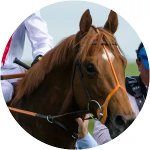 Night of Thunder - Horse