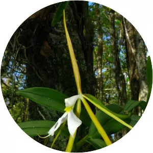 Night scented orchid - Plants