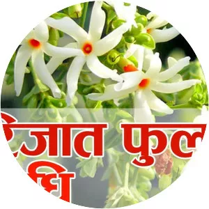 Nightflowering jasmine