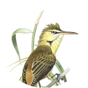 Nightingale reed warbler