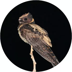 Nightjars - Birds
