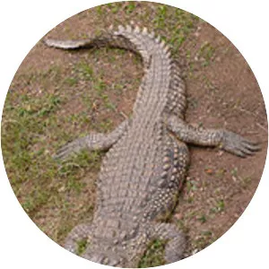 Nile crocodile