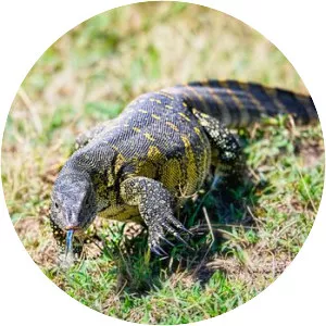 Nile monitor